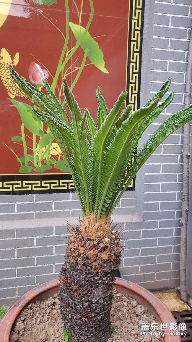 铁树发芽过程