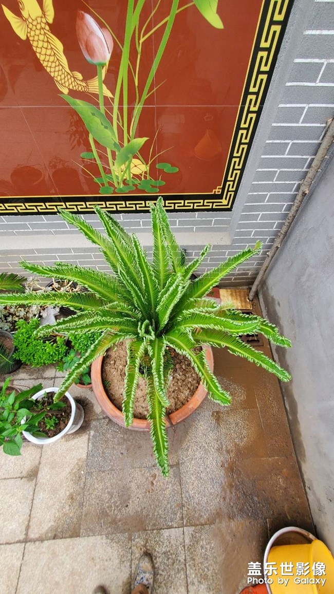铁树发芽过程