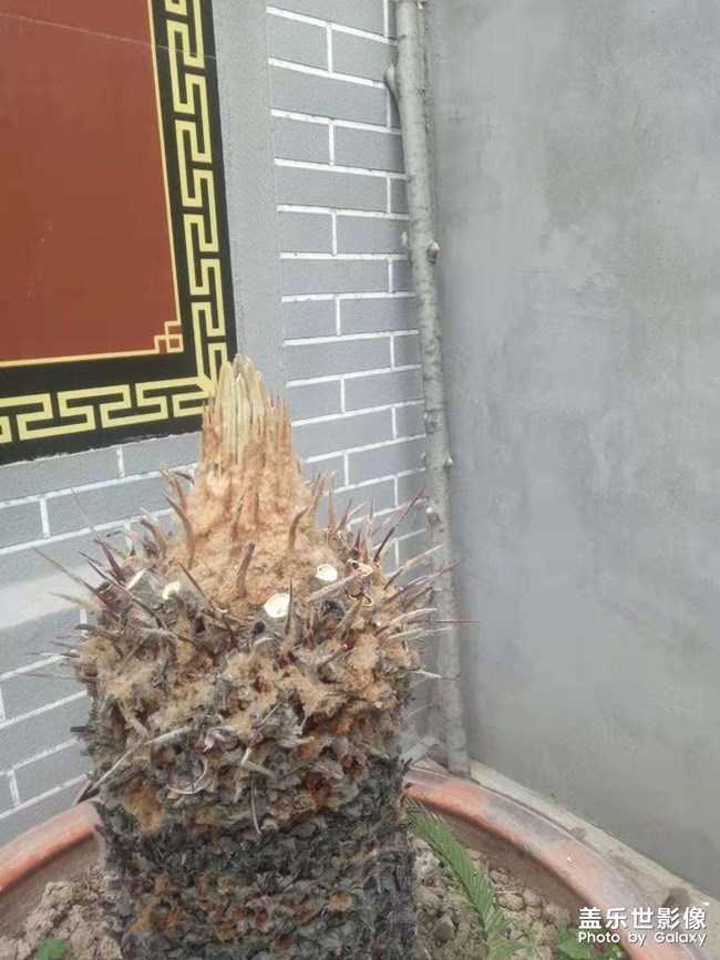铁树发芽过程