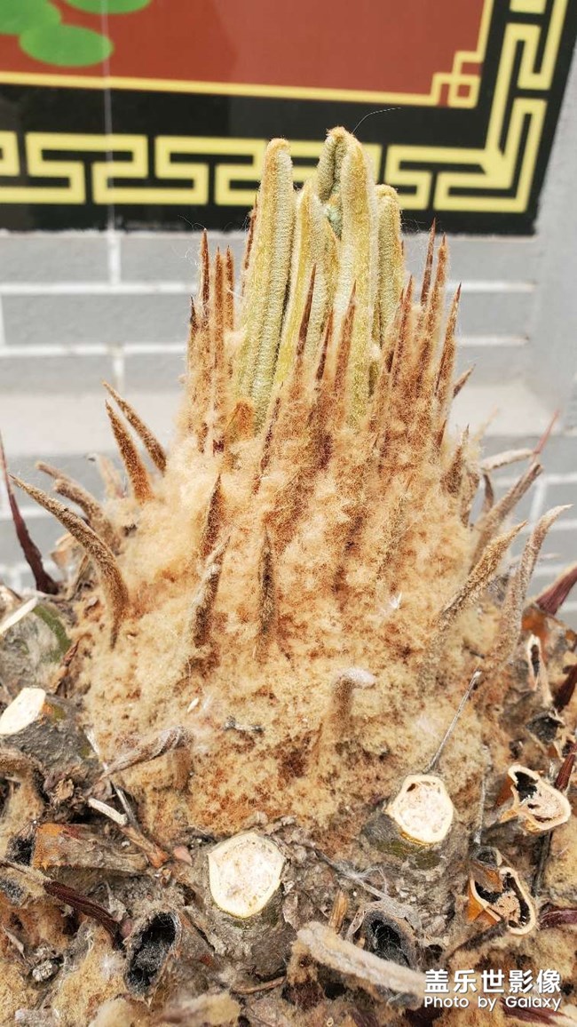 铁树发芽过程