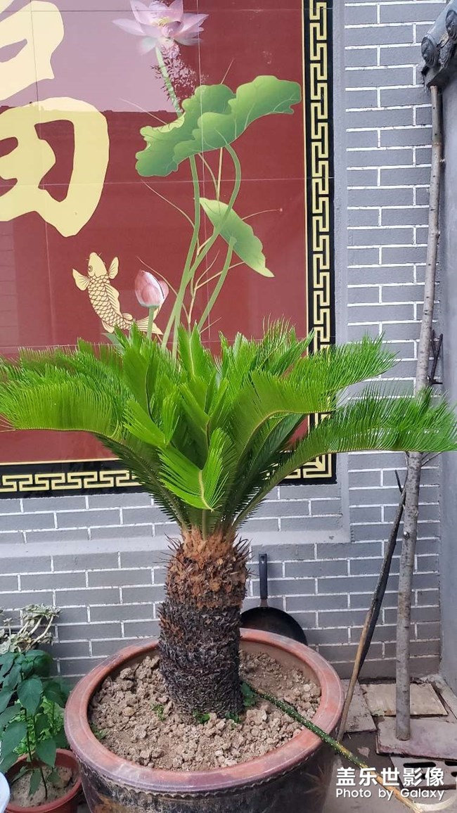 铁树发芽过程