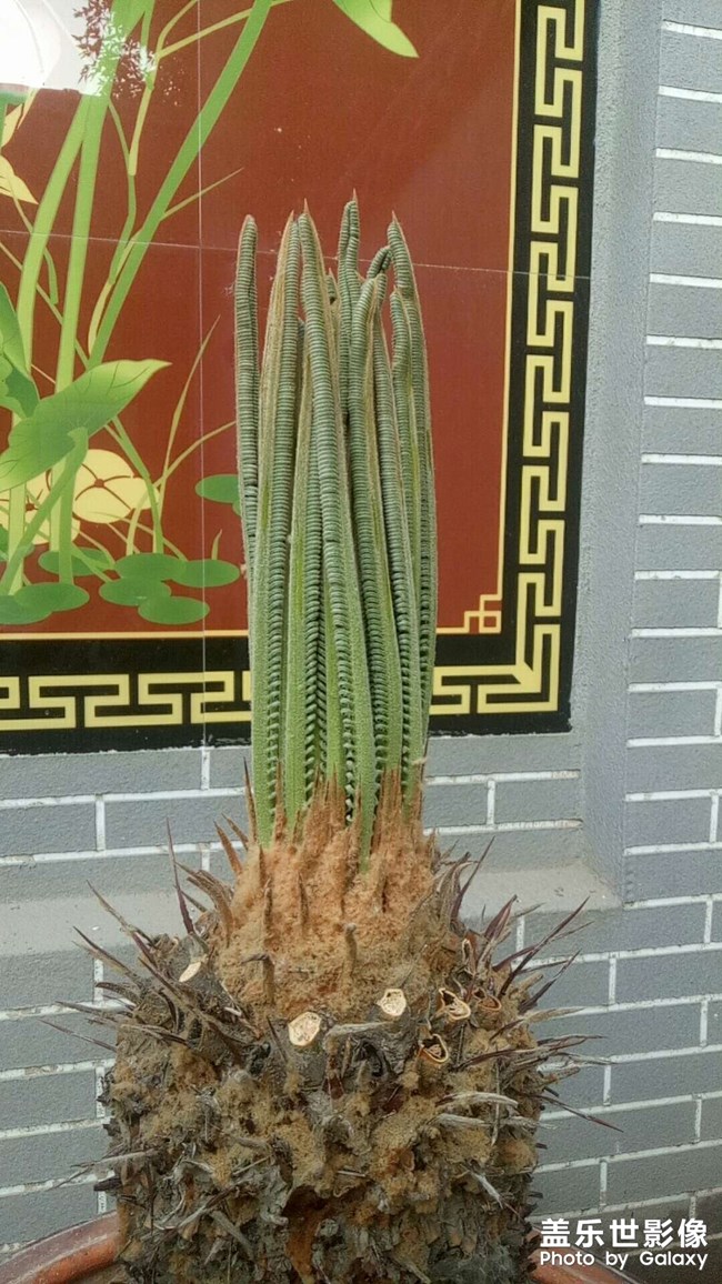 铁树发芽过程