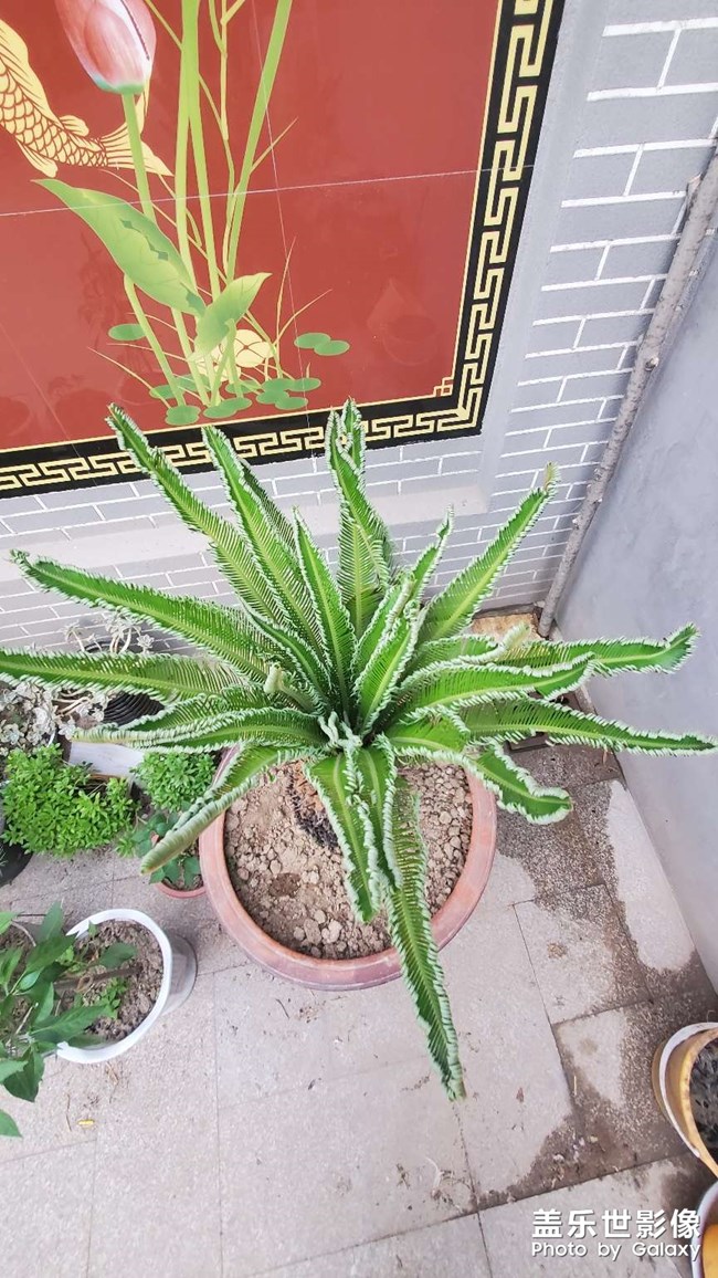 铁树发芽过程