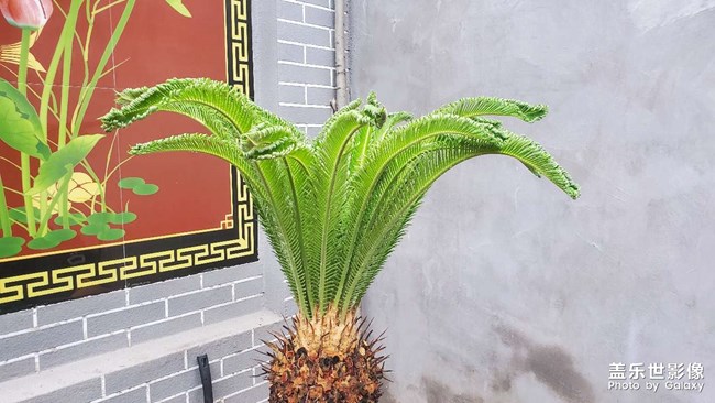 铁树发芽过程