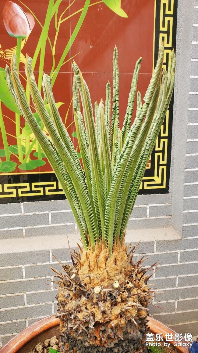 铁树发芽过程