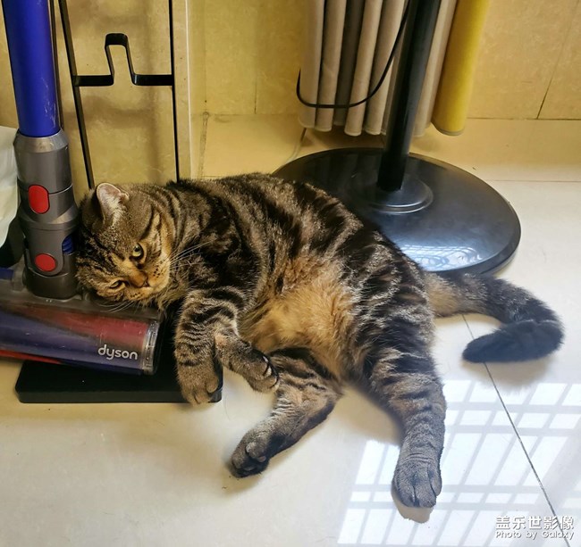 我的猫