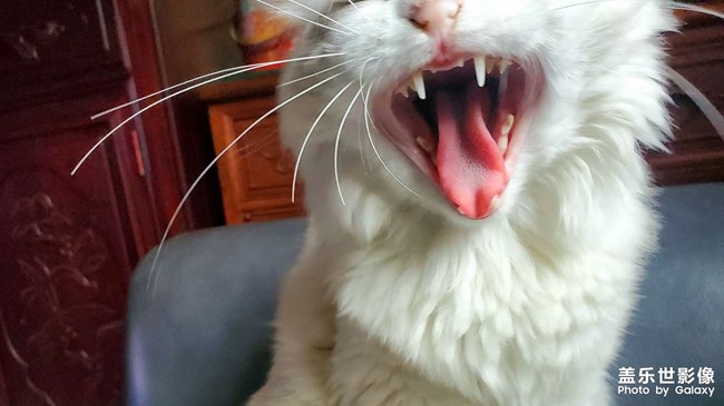 我的猫