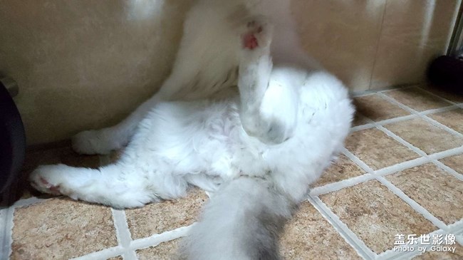 我的猫