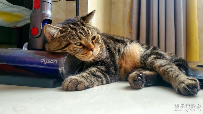 我的猫