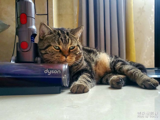 我的猫