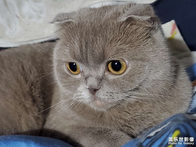 家猫1.2