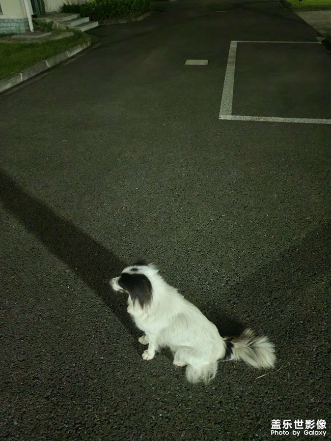狗子帅不帅，夜拍真不错
