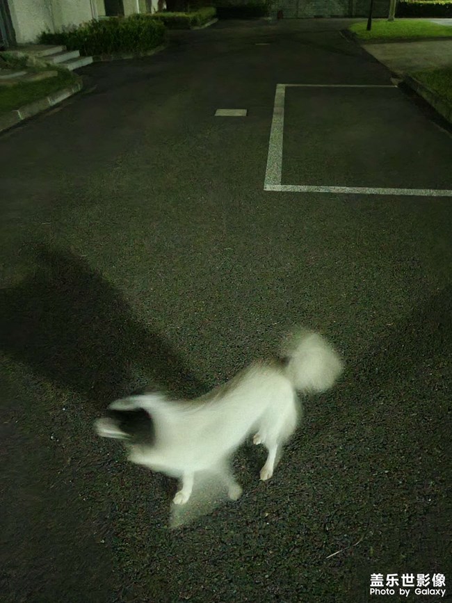 狗子帅不帅，夜拍真不错