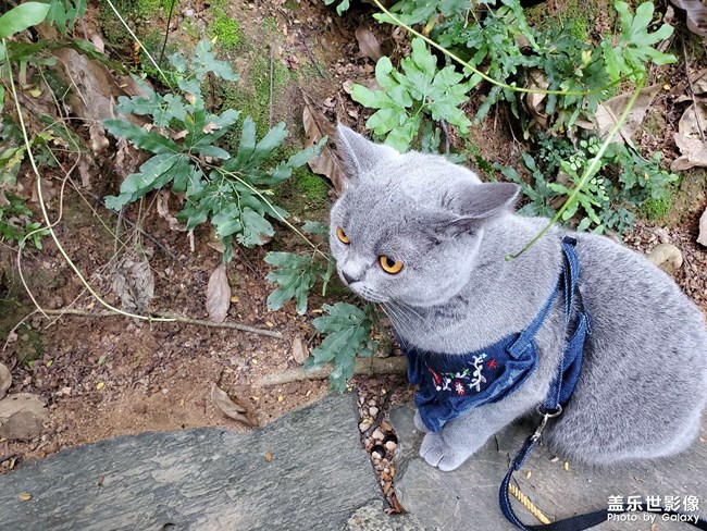 深圳有没有小公猫可以哈哈哈的哇