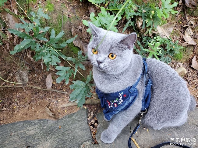 【阳台上一游】
