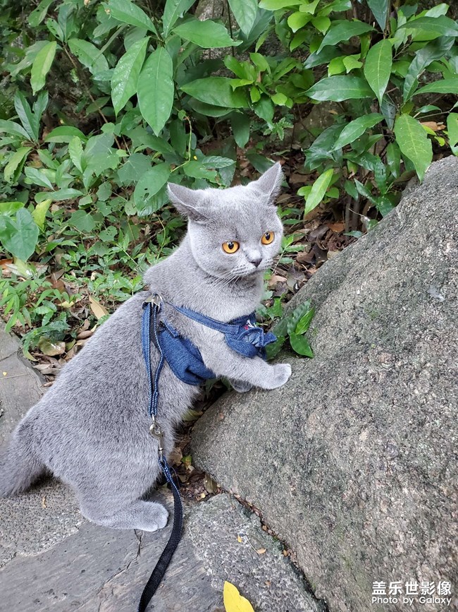 【阳台上一游】