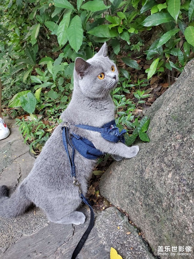 深圳有没有小公猫可以哈哈哈的哇