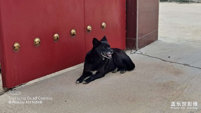 Galaxy A51 5G 狗