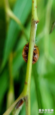 【光影故事】 昆虫特写