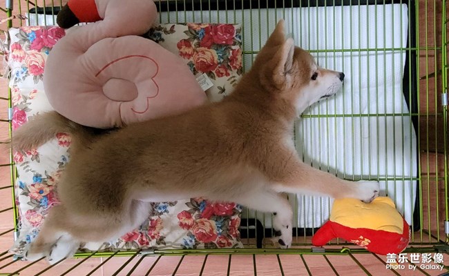马踏飞燕