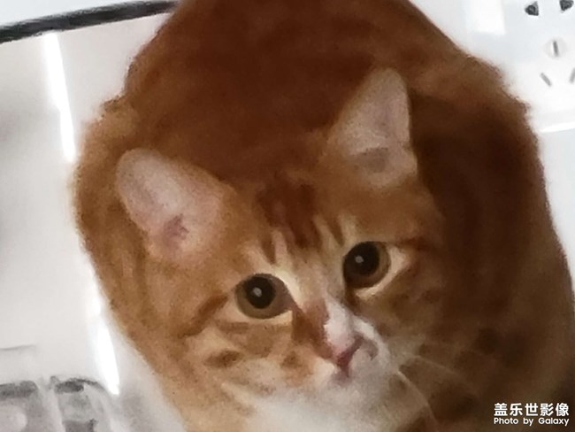 猫咪