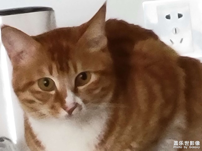 猫咪