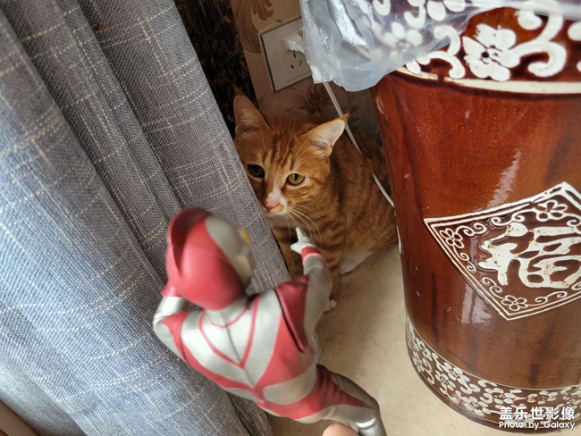 猫咪