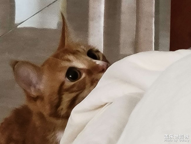 猫咪
