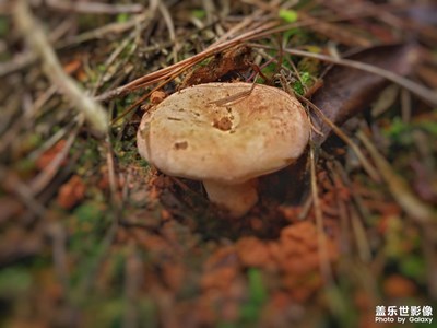 【静默时光】野生菌大集合