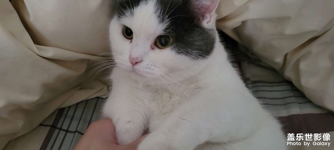 猫猫大秀场