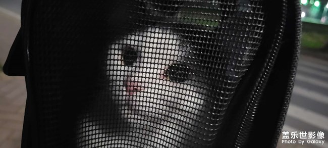 猫猫大秀场