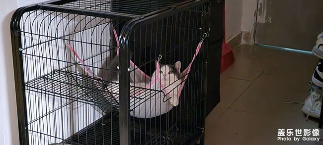 猫猫大秀场