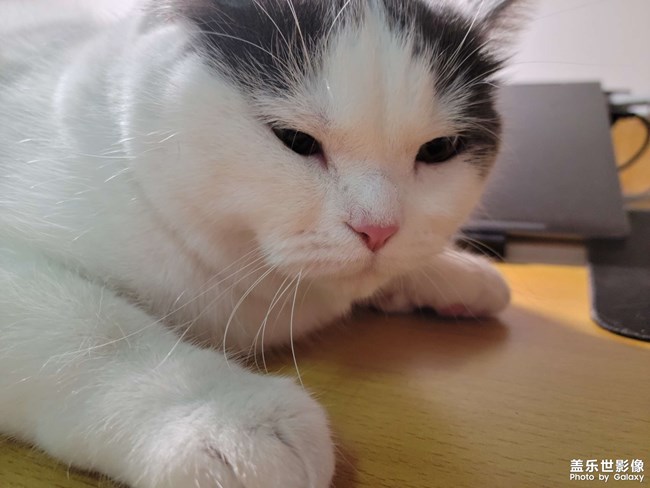 猫猫大秀场