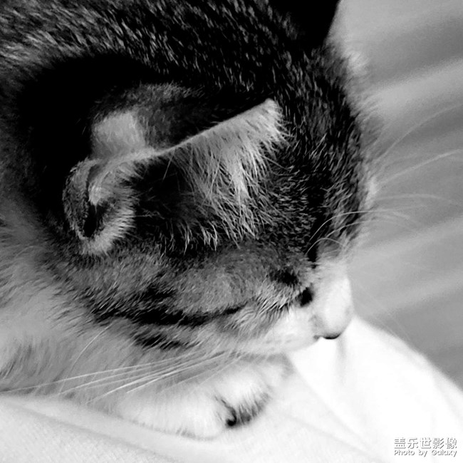【我生活的一部分】混血美女猫 - 斯内普