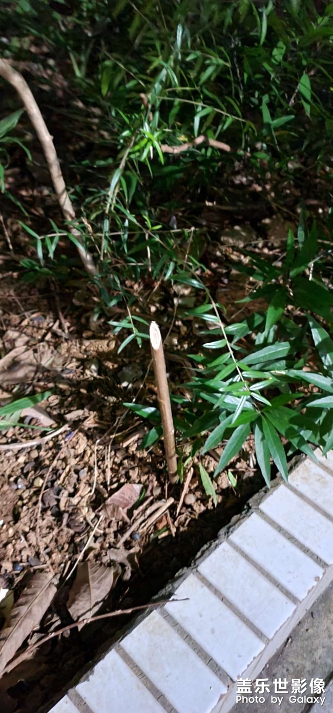南非叶插枝