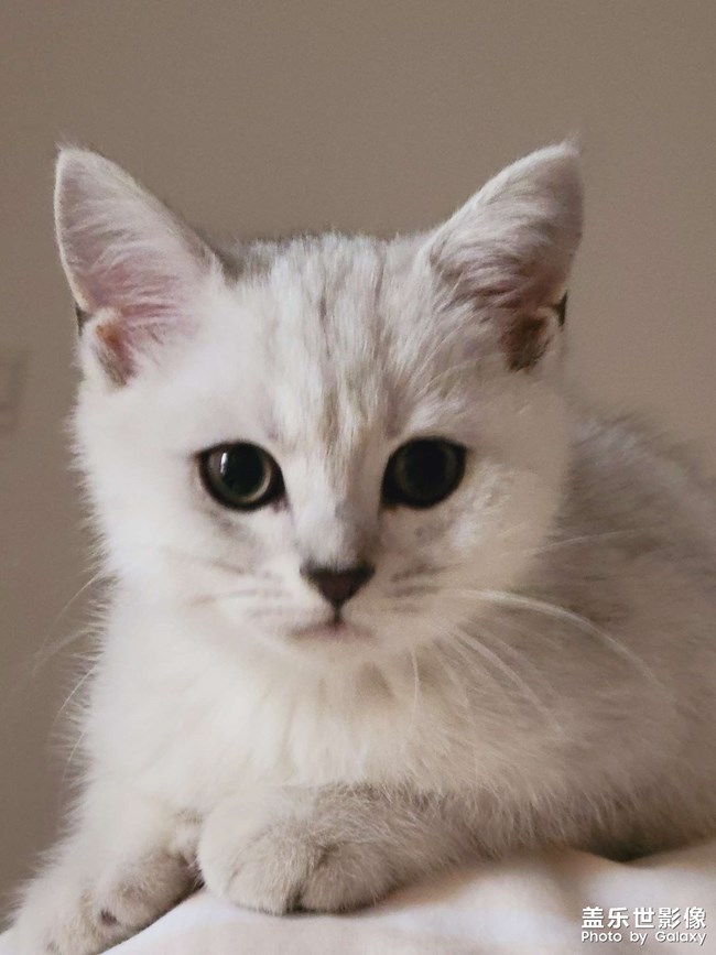 猫咪成长日记