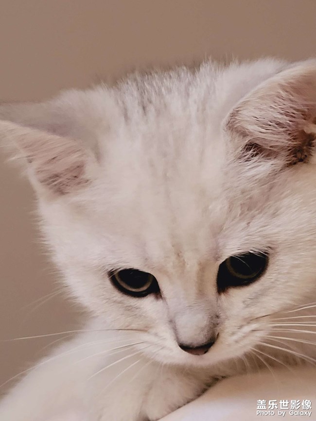 猫咪成长日记
