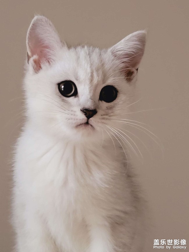 猫咪成长日记