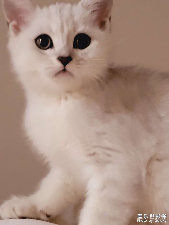 猫咪成长日记