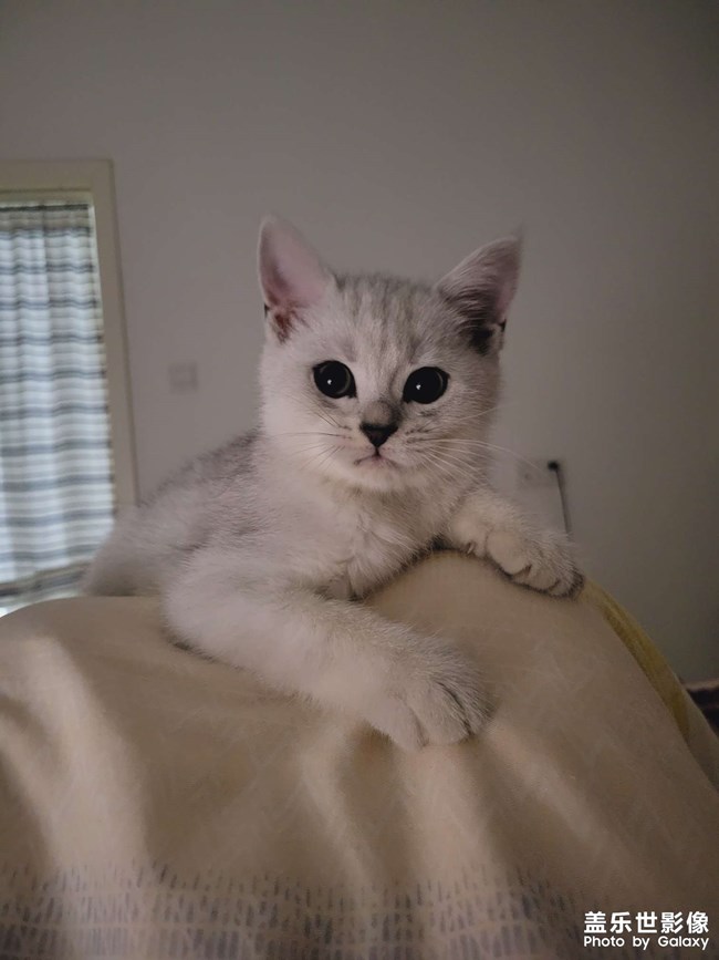 猫咪成长日记