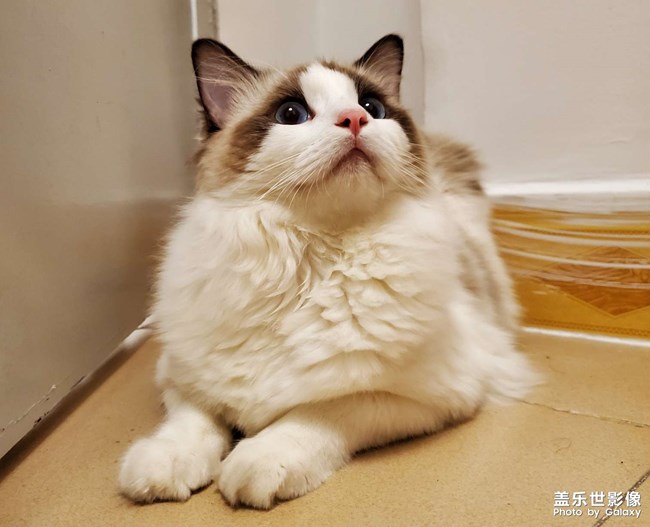 喵星人