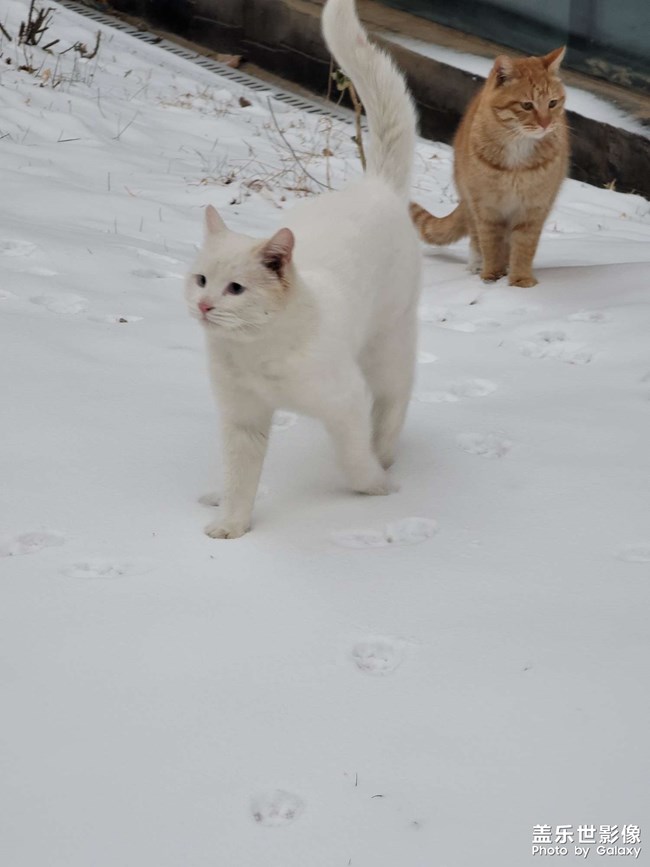 雪中的猫猫