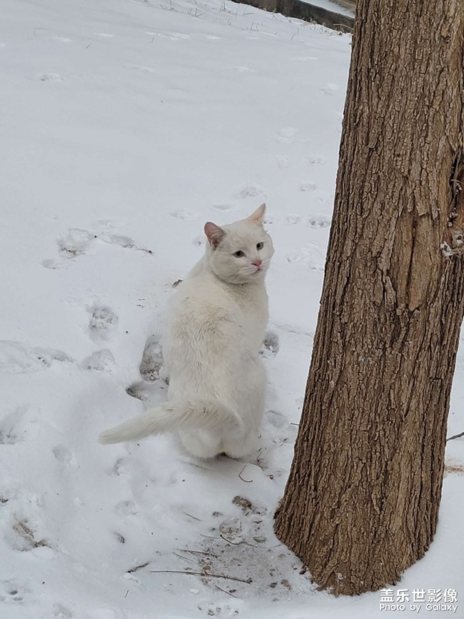 雪中的猫猫