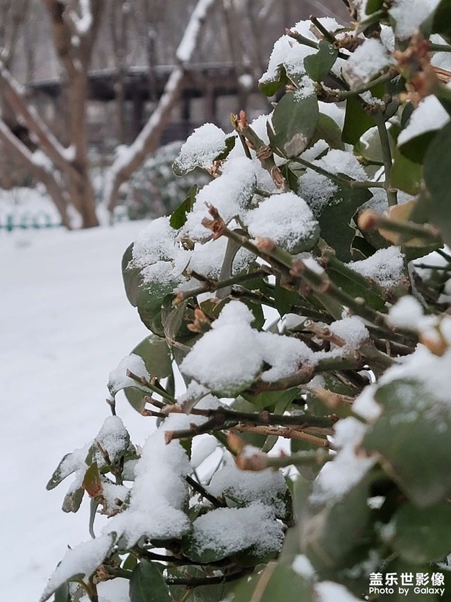 雪中的猫猫