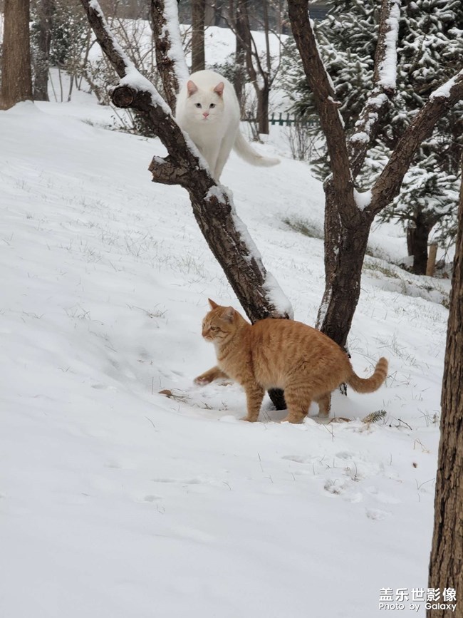 雪中的猫猫