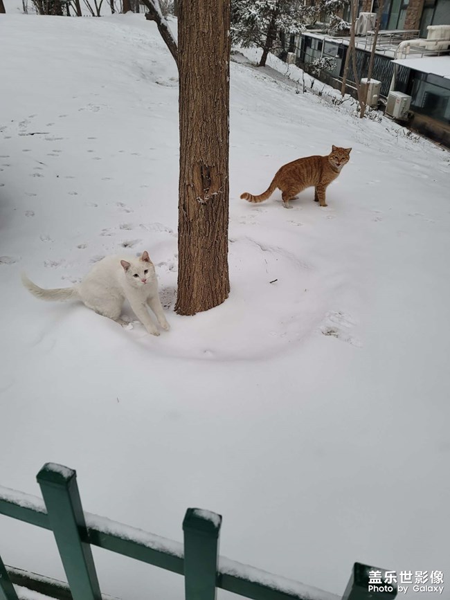 雪中的猫猫