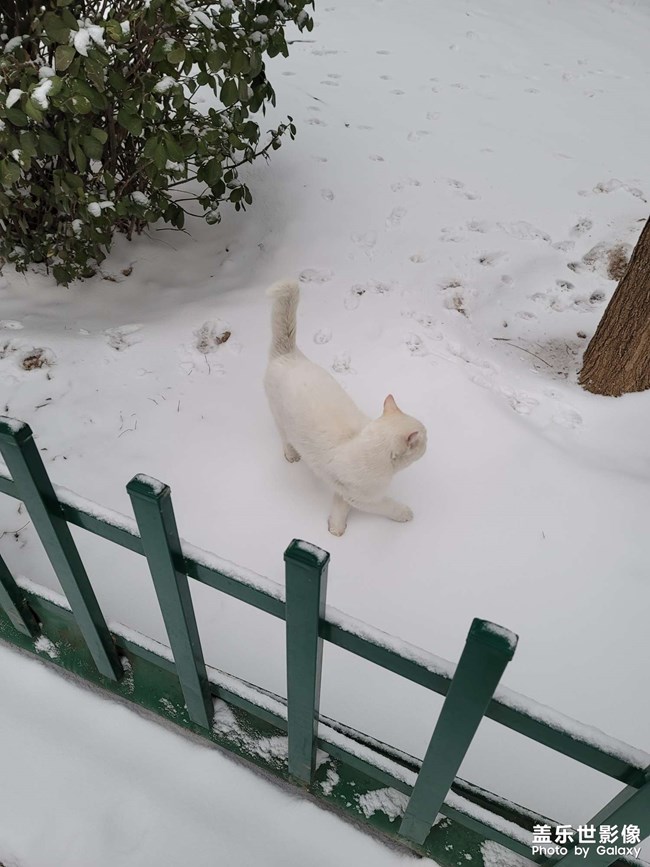 雪中的猫猫