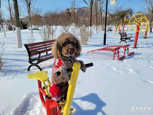 雪中随拍