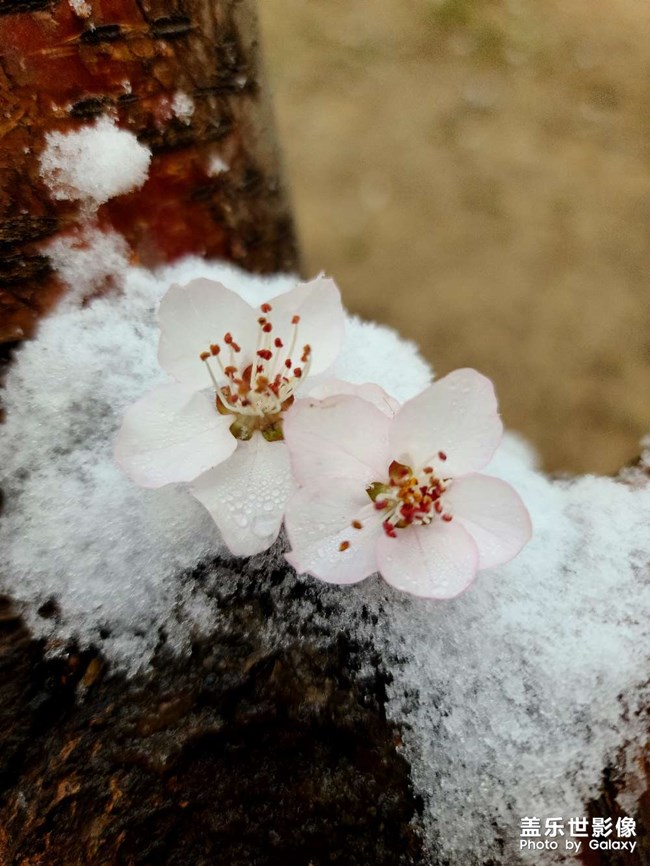 桃花雪