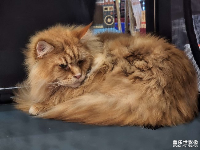 一只狮子猫
